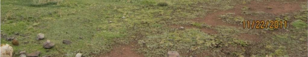 Los césped de puna por su localización en zonas secanos, se encuentran deteriorados por la alta carga animal aplicada en la mayoría de los pastizales, principalmente