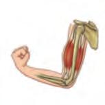 Cuando un músculo recibe una orden, se contrae, es decir, disminuye de tamaño y tira de los huesos a los que está unido.