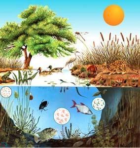 Los ecosistemas pueden ser tan grandes como una selva o tan pequeños como una