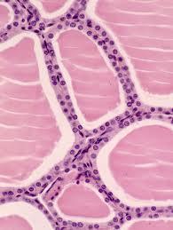de células secretoras capilares