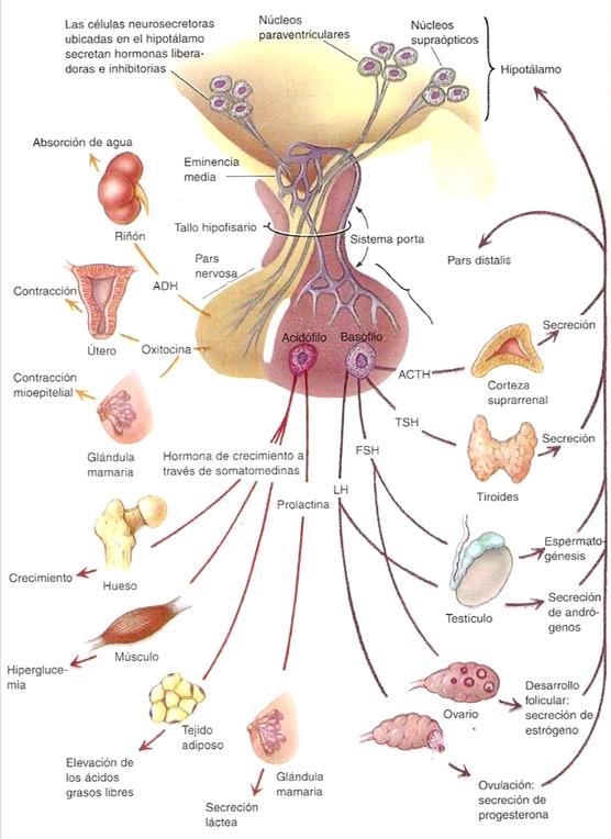 Glándulas endócrinas El hipotálamo y la hipófisis ejercen un rol central