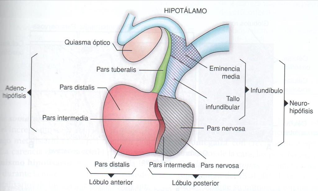 Hipófisis Lóbulo anterior (adenohipófisis): tejido epitelial glandular porción distal porción intermedia