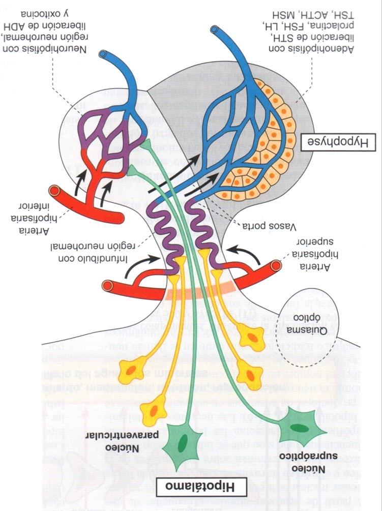 Hipófisis: lóbulo posterior o neurohipófisis Es un sitio de