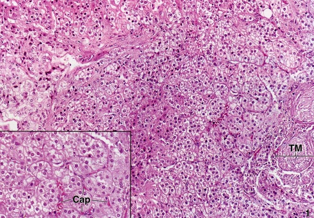 Glándulas suprarrenales: médula inervada por neuronas simpáticas preganglionares secreción de catecolaminas