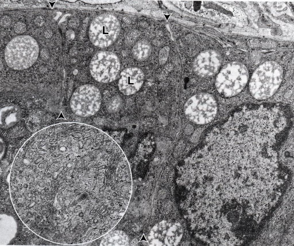 células Células de