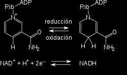 NAD: nicotinamín adenín dinucleótido. NADP: nicotinamín adenín dinucleótido fosfato.
