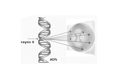 2. ÁCIDO DESOXIRRIBONUCLÉICO ADN: polímero de desoxirribonucleótidos. BN: A, C, T, G 2.1. ESTRUCTURA DEL ADN En medio acuoso-> ADN tiene estructura a 3D.