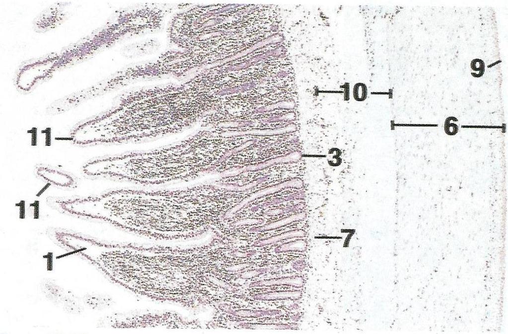 Intestino Delgado 1.- Mucosa Vellosidades intestinales (11) revestidas por epitelio. cilíndrico simple con microvellosidades y células caliciformes. 3.