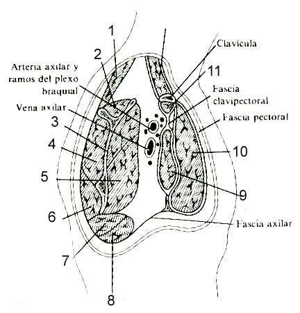 La fascia superficial del tórax posee tejido adiposo más o menos abundante, incluye fibras del platisma del cuello y forma el lecho para la glándula mamaria.