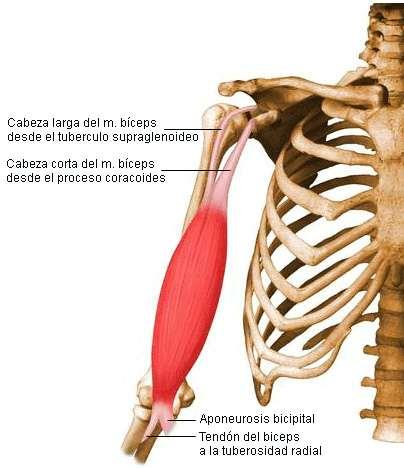 Se sitúa dorsal al bíceps. Ocupa la parte distal del húmero inferior al bíceps, se extiende desde el húmero a la epífisis superior de la ulna. La cara anterior se relaciona con el bíceps.