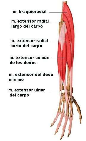 Representa la continuación del tríceps, aplanado y corto, situado en la cara posterior del codo.