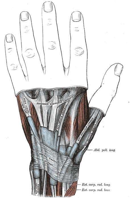 TENDONES EXTENSORES En la muñeca los tendones poseen vainas sinoviales que son seis.