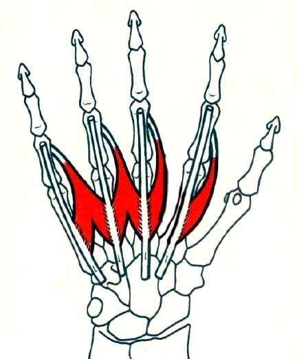 Son cuatro pequeños músculos cilíndricos ubicados entre los tendones del flexor profundo de los dedos. Los dos laterales son penados y los dos mediales bipenados. Interóseos: son siete.