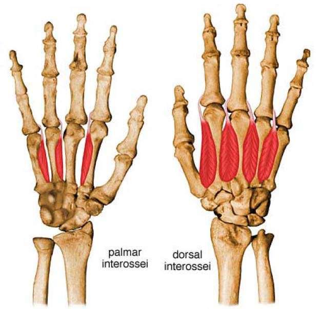 Interóseos dorsales: son en número de 4. La fascia profunda es resistente en el hueco de la mano, donde forma la aponeurosis palmar, después estas se continúa sobre las eminencias tenar e hipotenar.