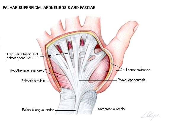 La aponeurosis palmar lateral o tenar, se inserta en borde lateral del 1º metacarpiano.