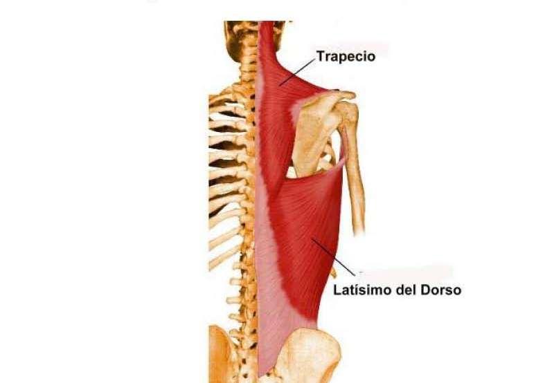 Los músculos romboides están situados en la parte inferior de la nuca y en la superior de la región dorsal, se extienden desde el raquis al borde medial de la escápula.