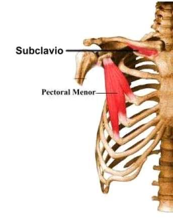 Ancho y delgado, ubicado en la pared lateral del tórax. Es un músculo radiado que une el borde medial de la escápula a la caja torácica.