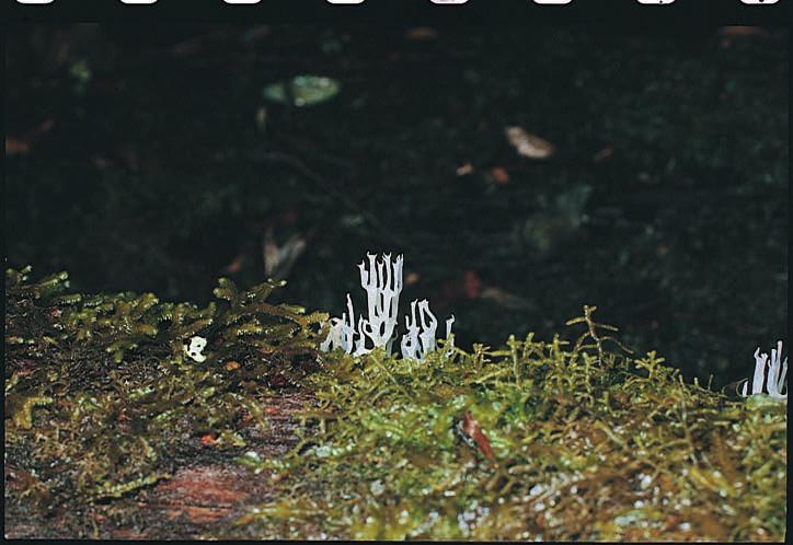 Clavicorona turgida (Lev.) Corner, Darwiniana 11 (2): 193-196. 1957. BASIDIOMA de 20-25 mm de altura, blanco, ramificado, estípite corto y aplastado, Gregario. Olor casi imperceptible. ESPORAS de 4.