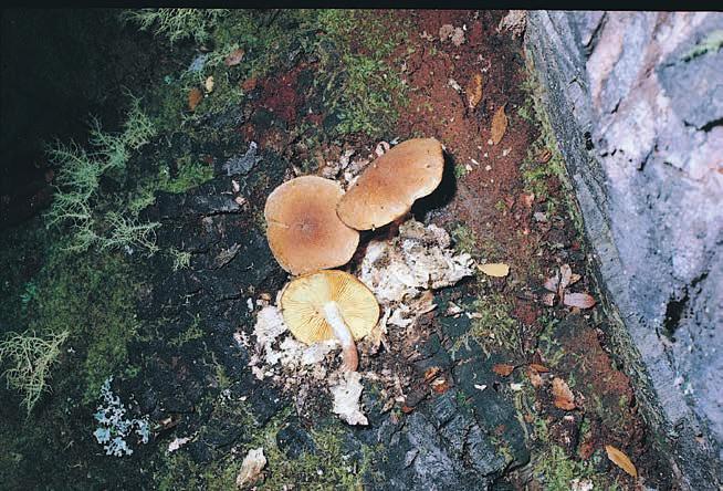 Gymnopilus chrysopellus (Berk. et Curt.) Murr., Mycologia 5:23. 1913. PILEO 50-60 mm de diámetro, pardo dorado, al centro pardo más obscuro, tomentoso, LAMELAS amarillentas, adnexadas, juntas.