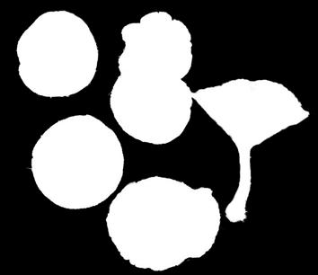 ESPORADA pardusca. ESPORAS de 7.3-10.2 x 4.5-5.5 µm, pardo claras, levemente asperuladas, amigdaliformes. BASIDIOS de 32-36 x 9-10 µm, tetrasporados.