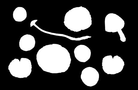 PLEUROCISTIDIOS de 64-73 x 7 µm, hialinos, ampuláceos, con las paredes ligeramente gruesas en la porción central. QUEILOCISTIDIOS ligeramente menores y menos ampuláceos.