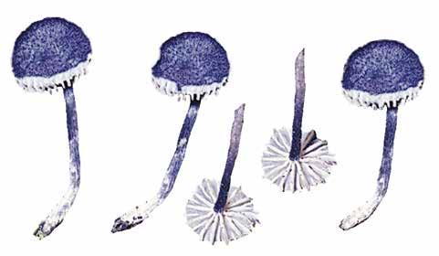 Rhodophyllus pumanquensis Singer, Beih. Nova Hedwigia 29:338. 1969. PILEO DE 12-16 mm de diámetro, azul, plano ligeramente cóncavo, fibriloso, seco, liso, con bordes ligeramente recurvados.
