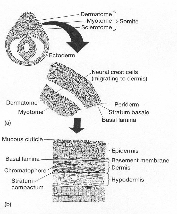 La piel de un vertebrado (epidermis + dermis +