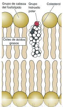 Colesterol: protege a las membranas de congelarse y mantiene su fluidez. La fluidez depende de: Temperatura.