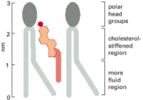 Fluidez de la membrana La estructura rígida del colesterol amortigua la fluidez de la membrana haciéndola menos deformable.