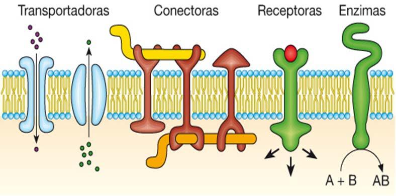 PROTEÍNAS DE MEMBRANA Realizan la mayoría de las funciones específicas de la membrana.