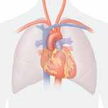 Cómo obtiene oxígeno su corazón? El corazón es un músculo que bombea sangre a todo el cuerpo. Al igual que otros músculos, el corazón necesita un suministro constante de oxígeno para funcionar.