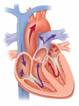 Cómo bombea sangre el corazón? El corazón es un sistema de cámaras y válvulas que mantienen la sangre en movimiento en la dirección correcta.