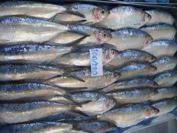 Características del sector ecuatoriano El sector pesquero sardinero del Ecuador nació de la mano de la industria conservera de atún, es decir hace aproximadamente 40 años.