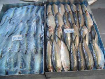 La pesquería de pelágicos consiste principalmente en sardinas, anchovetas y mackerel. La mayoría de estas especies son para la industria conservera y una gran parte de ésta para la exportación.