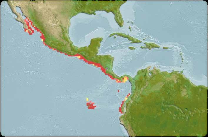 Las presentaciones más comunes de sardina en conserva que se ofertan son: Tabla N 2 En el Ecuador en todo su perfil costero incluyendo las islas Galápagos se desarrolla la pesquería de pelágicos
