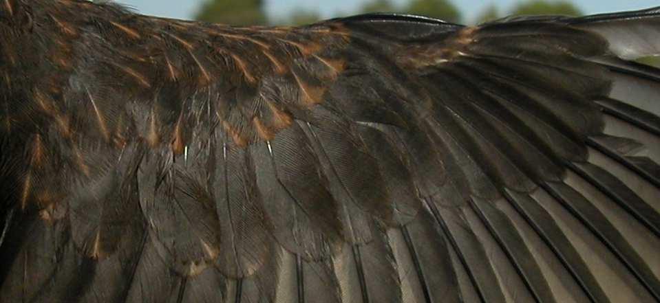 negras; las hembras tienen las plumas de la cola pardooliva. Adulto.
