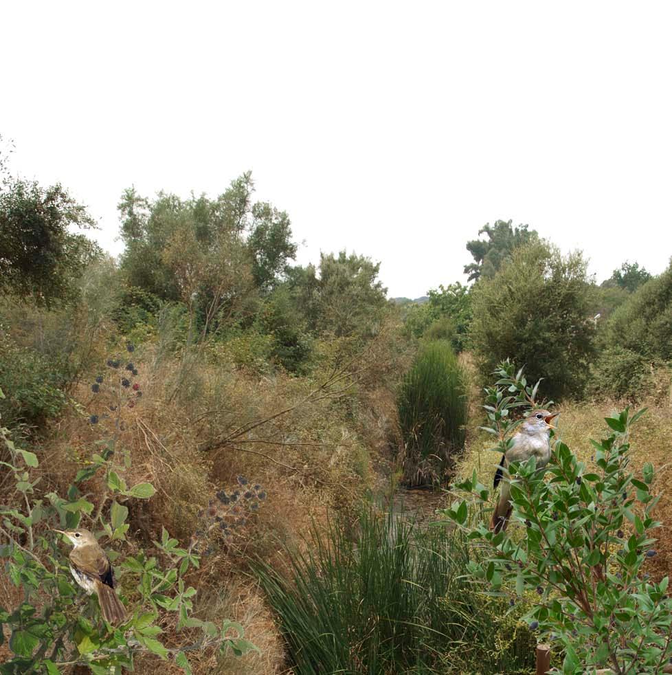 Ruta azul 17 Sobre el cauce del río Albarregas hay una abundante vegetación.