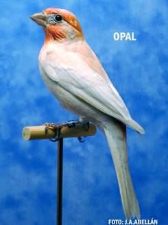 En los concursos se ven ejemplares con distintos grados de dilución. -Opal: Mutación fijada y llamado así por los criadores y aficionados en general.