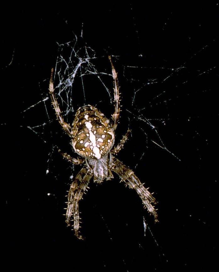 Las arañas son uno de los grupos más exitosos de la evolución 110 familias subdivididas en