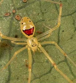 Aracnofilia Las arañas pueden llegar a ser