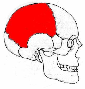 cráneo.