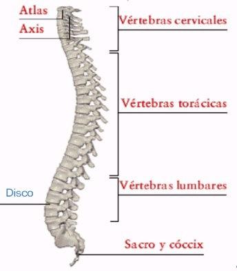 8 Reconozca las 4 curvaturas de la columna: cervical, torácica, lumbar y sacra.