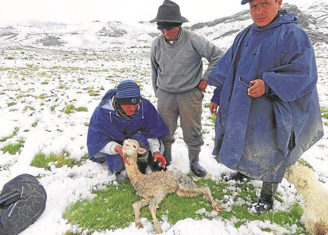 Ayninacuy La actividad de crianza de alpacas en comunidades vulnerables alto andinas del Perú ha venido siendo gravemente afectada por