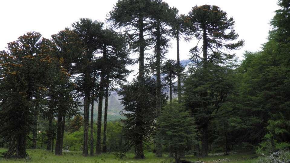 Bosque resinoso templado andino de Araucaria araucana y