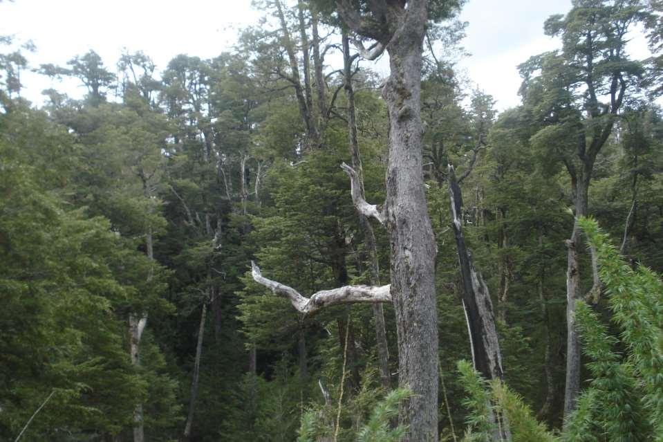 Bosque siempreverde templado andino de Nothofagus dombeyi