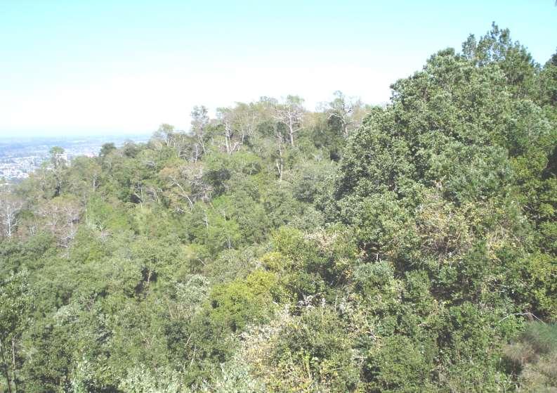 Bosque caducifolio templado de Nothofagus obliqua y Laurelia