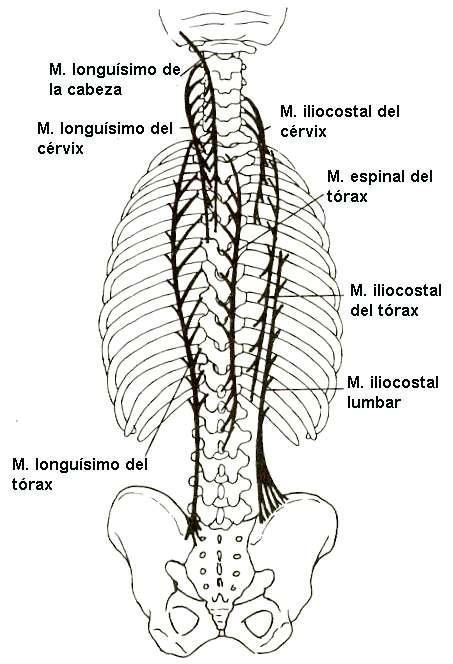 Músculo erector espinal. Representación esquemática Gran número de músculos cortos, que llenan los surcos vertebrales, de los procesos transversos a espinas.