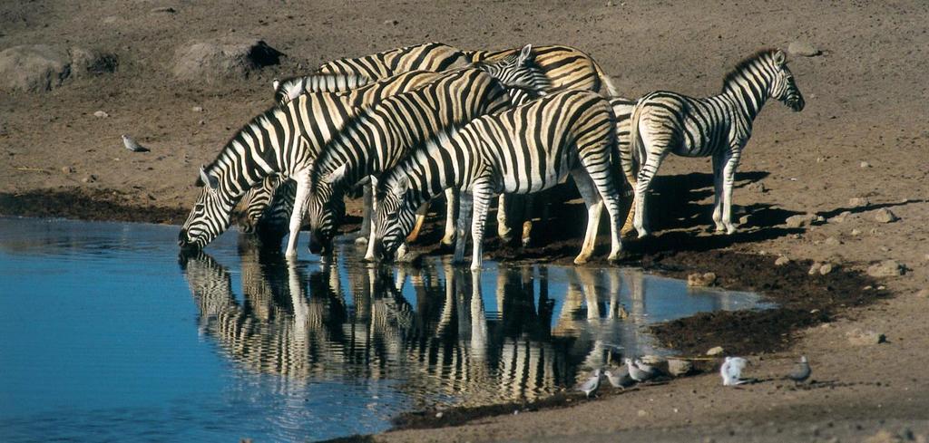 000 Ha, es el mejor santuario de vida salvaje de Namibia y el hábitat de unos 300 leones, 3000 jirafas y unos 2000 elefantes, además de una gran cantidad de springboks y cebras, aparte de ñus,