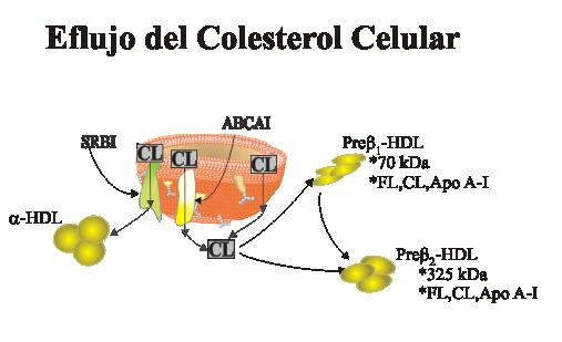 11 a) La primera etapa del transporte inverso del colesterol consiste en la salida del colesterol libre desde las células periféricas hacia el espacio extracelular, etapa denominada eflujo de