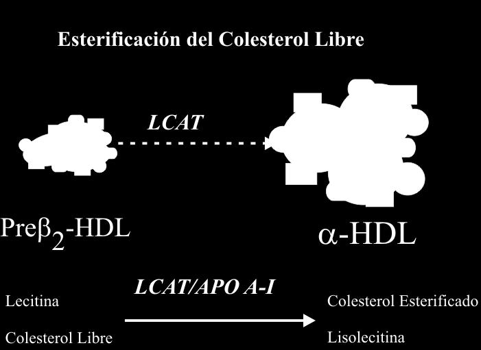 12 Figura 6 Reacción catalizada por la Lecitin-Colesterol Acil Transferasa (LCAT) HDL, lipoproteína de alta densidad; CL, colesterol libre; FL, fosfolípidos; A-I, Apoproteína A-I.